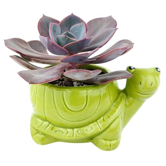 Other - Tilly Turtle Ceramic Succulent Flower Planter